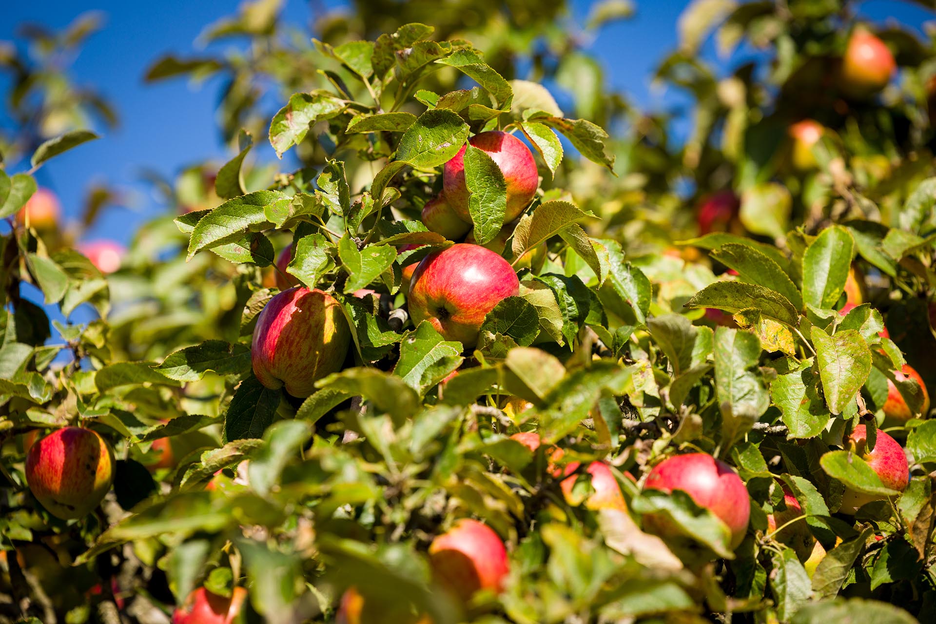 Photograph of ripe apples on an apple tree at The Compasses at Pattiswick
