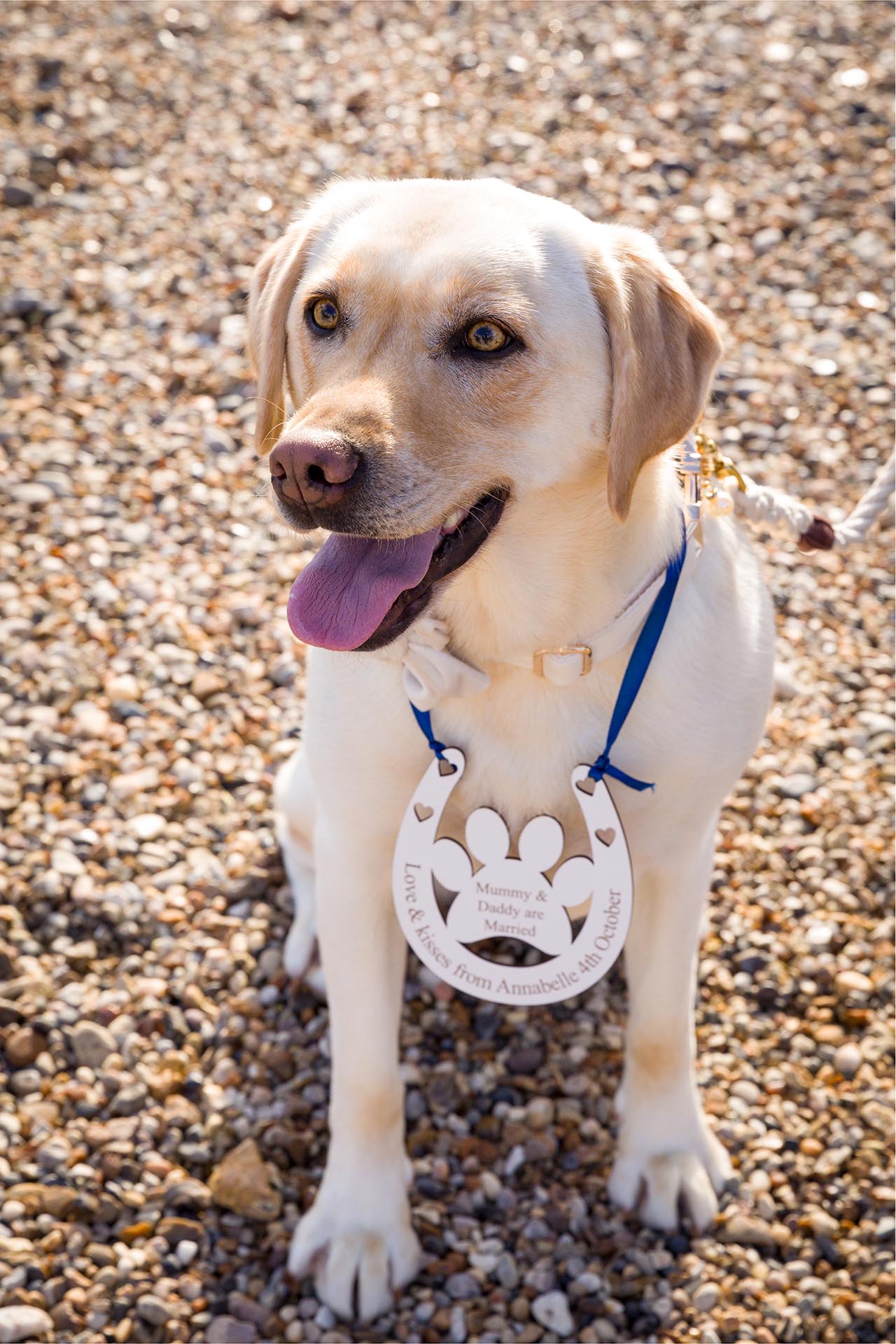 Photograph of a labrador dog with a wedding horsehoe around it's neck