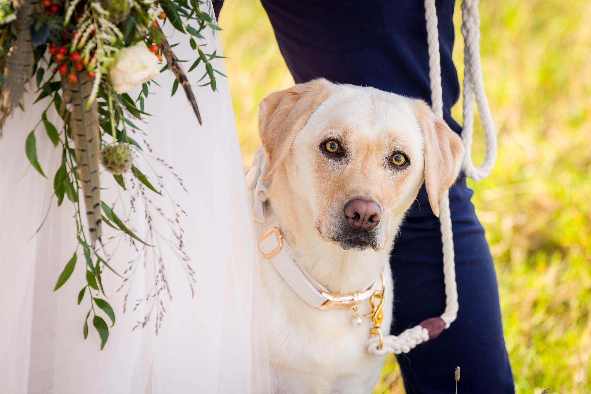 Photograph of a bride and groom's labrador dog looking past the bride's dress