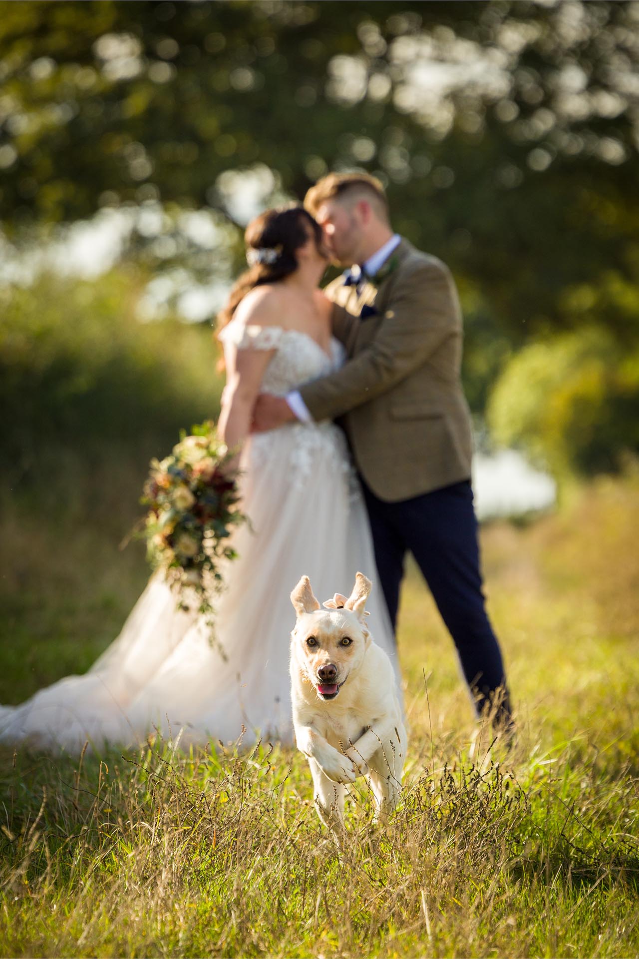 Photograph of bride and groom's labrador dog running towards the camera in a field with the bride and groom kissing in the background at The Compasses at Pattiswick