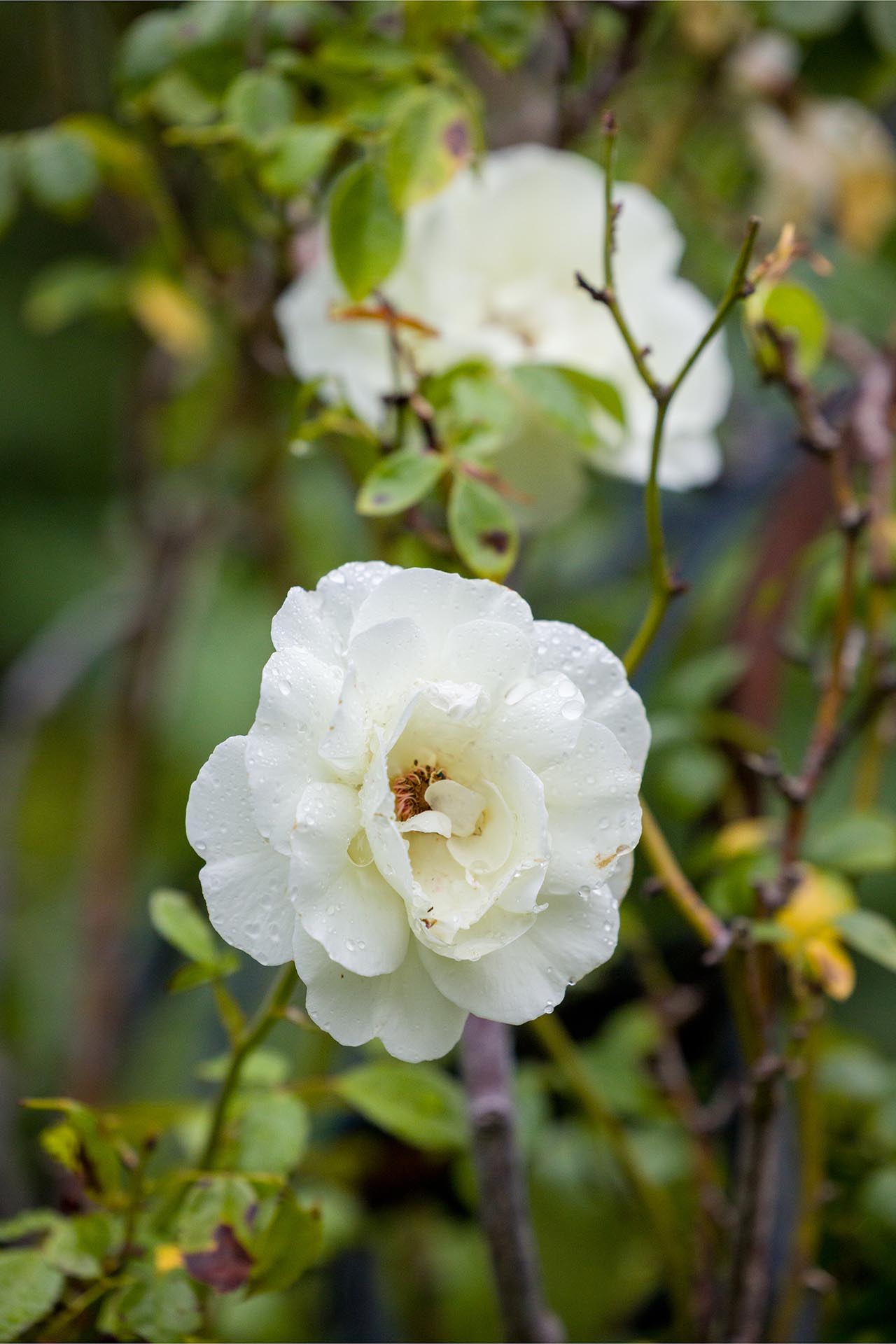 Close-up Photograph of white rose flowers